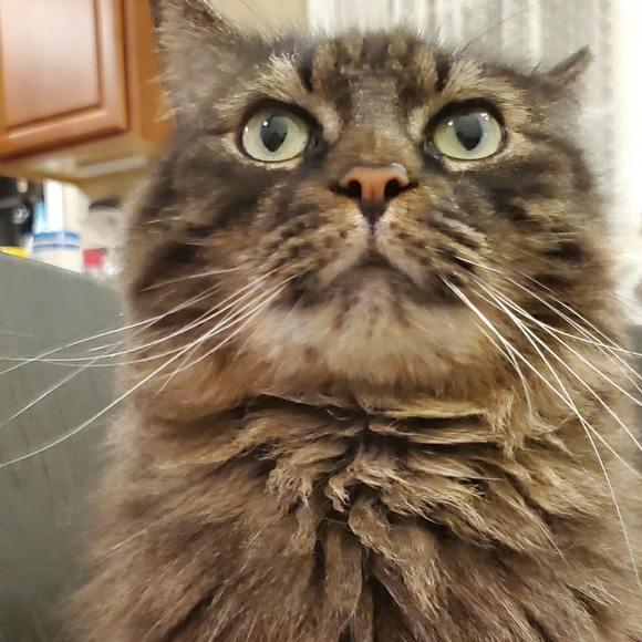 Meet your Posher, Jane - Picture 1 of 1